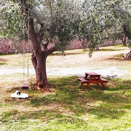 In The Olive Trees * Galaxidi