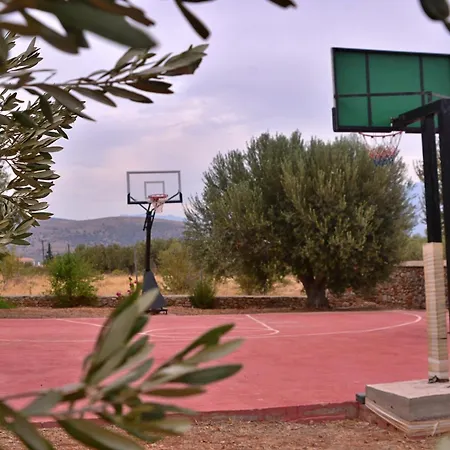 In The Olive Trees γαλαξιδι Landsted Galaxídhion